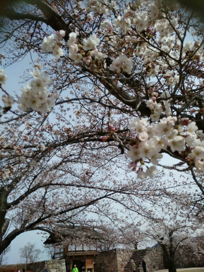 🌸桜🌸