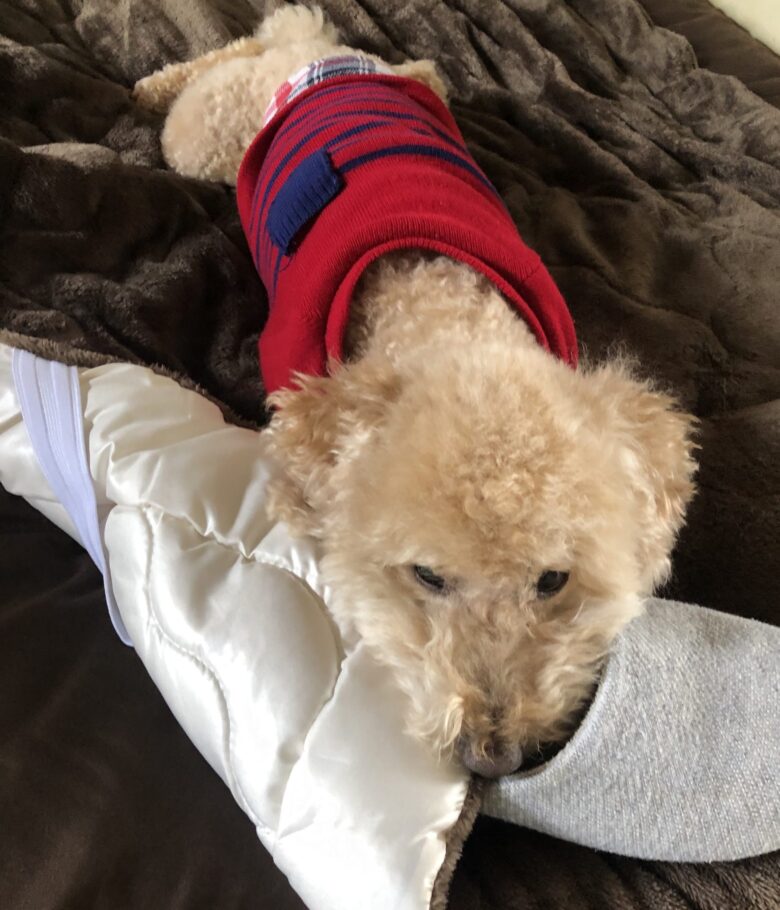 いとおしい、おいぬ🐩
