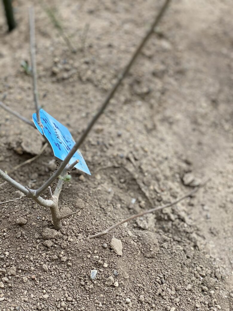 ✨オリーブの芽🌱✨